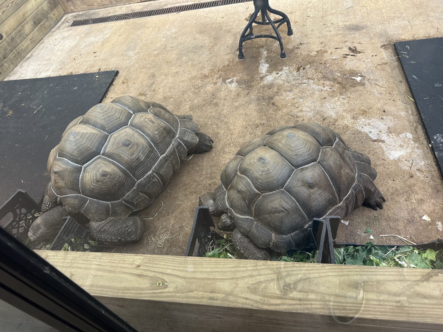 Mar. 2024- Aldabra giant tortoises