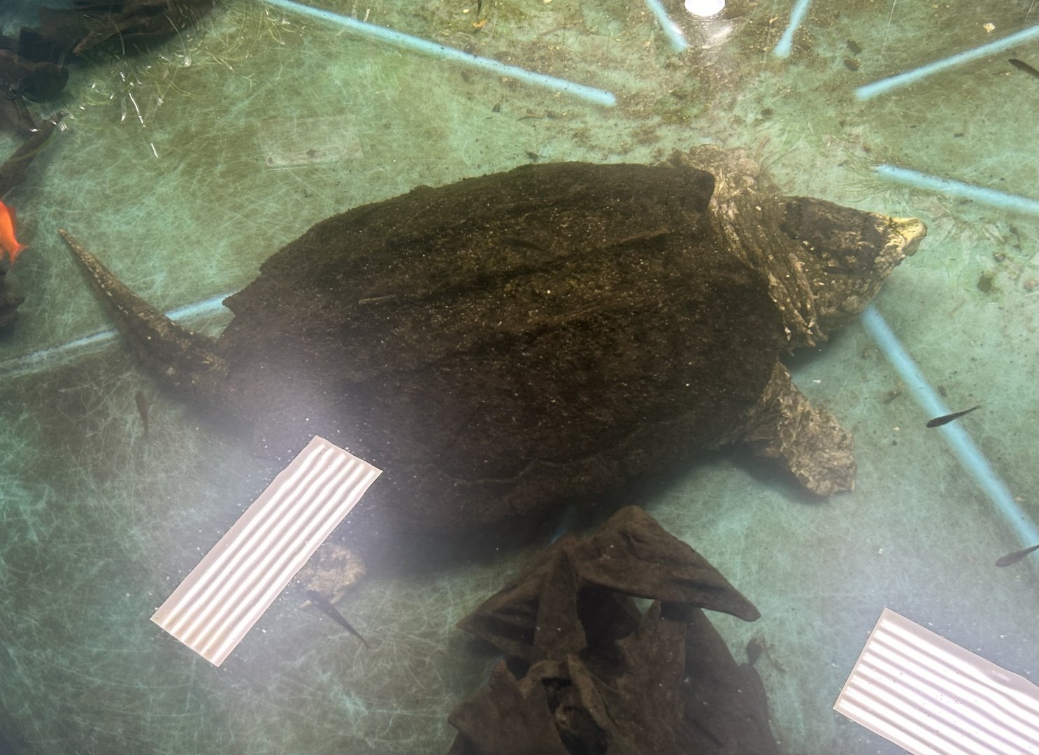 Mar. 2024- Alligator snapping turtle