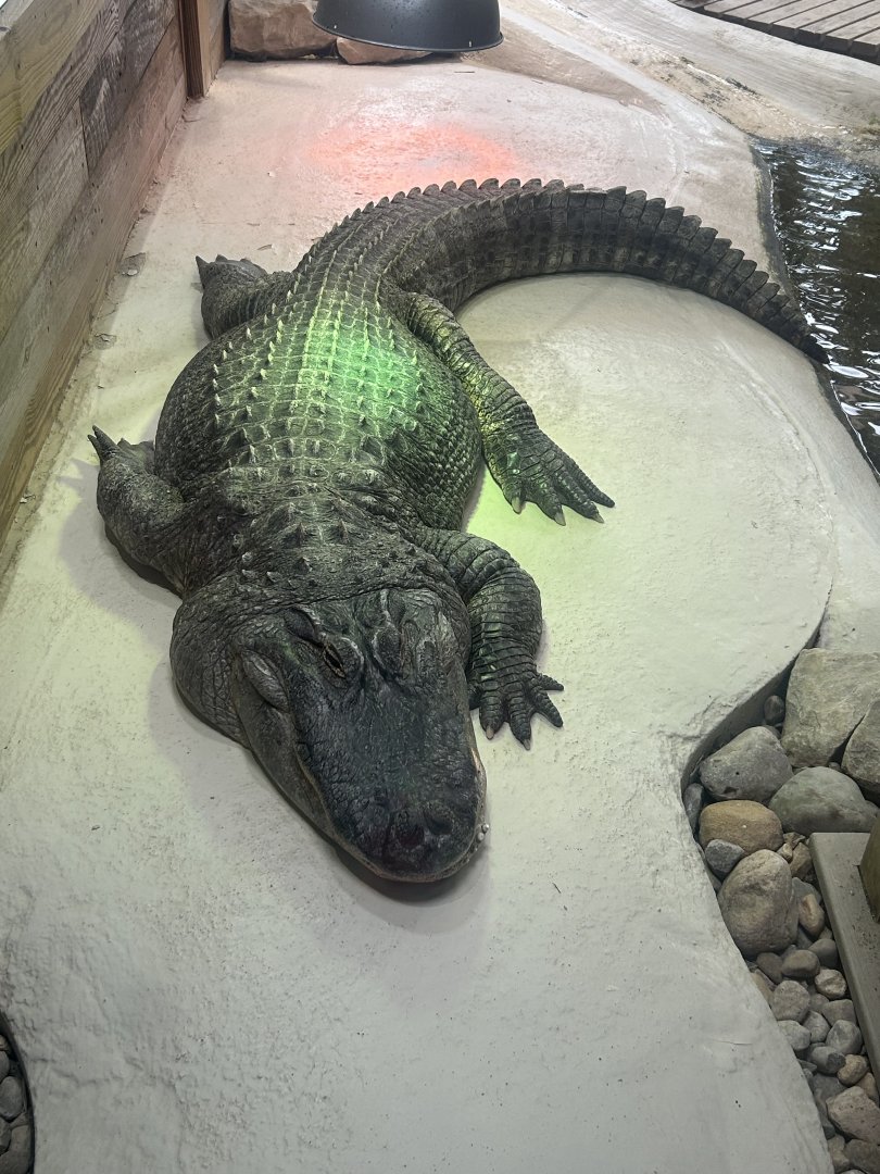 Mar. 2024- American alligator