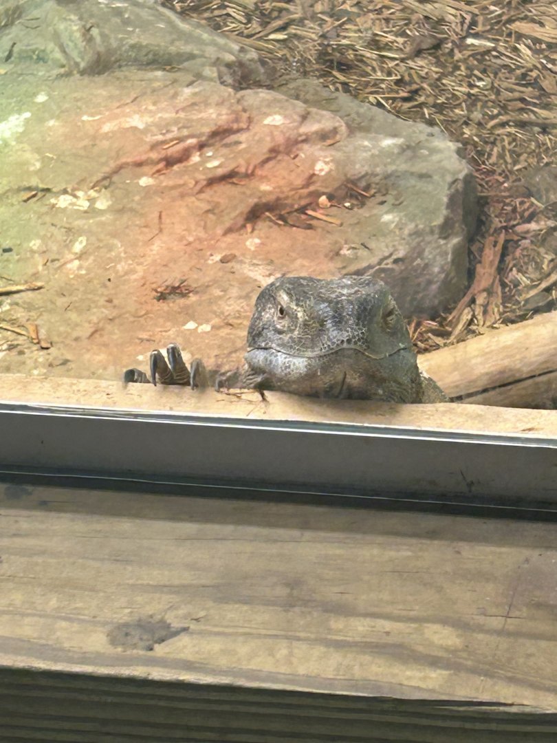 Mar. 2024- Black-throated monitor