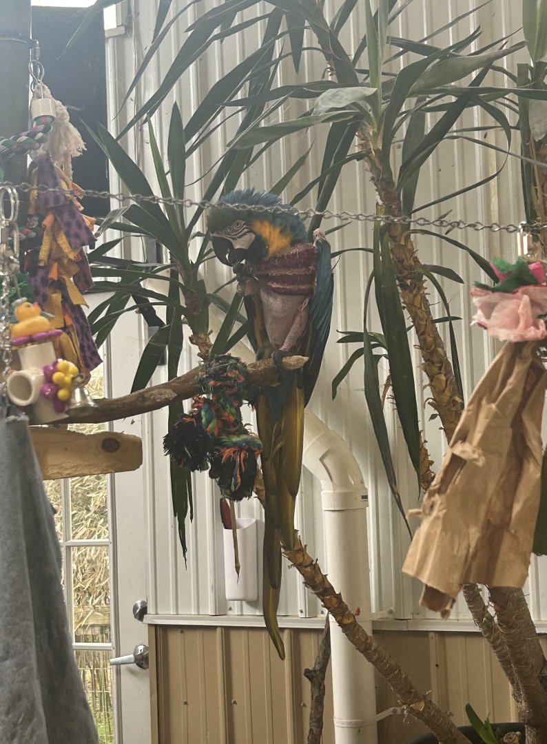 Mar. 2024- Blue-and-yellow macaw