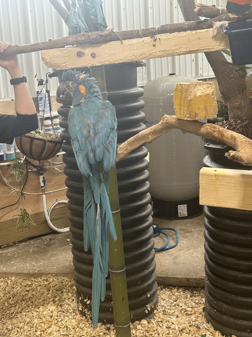 Mar. 2024- Blue-throated macaw