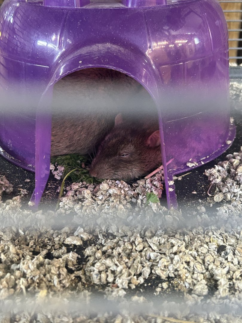 Mar. 2024- Brown rats