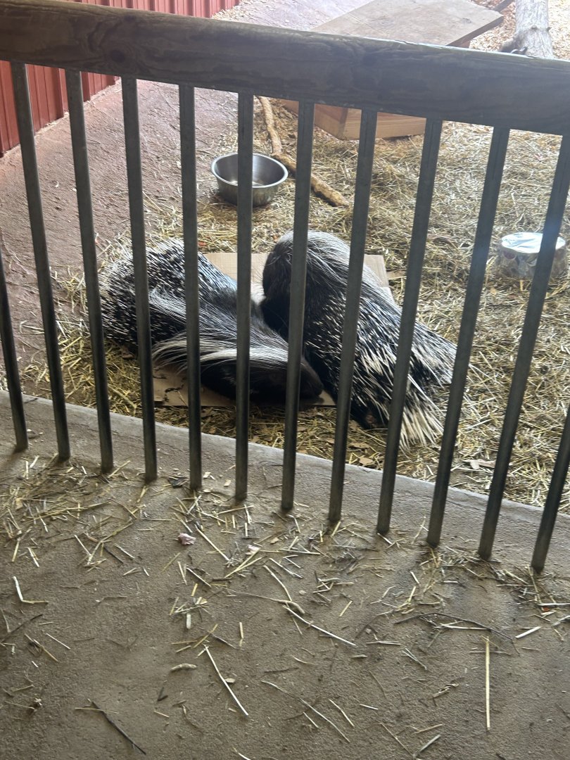 Mar. 2024- Cape porcupines