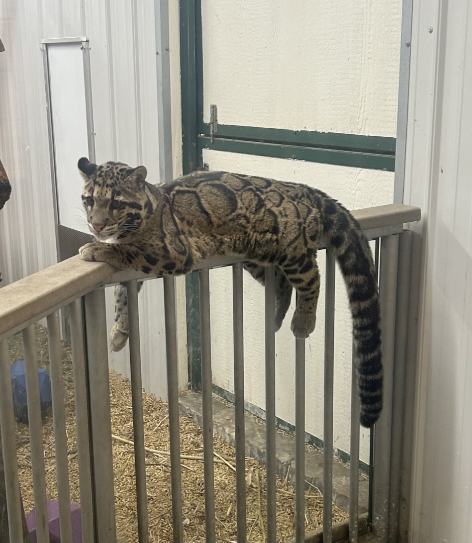 Mar. 2024- Clouded leopard