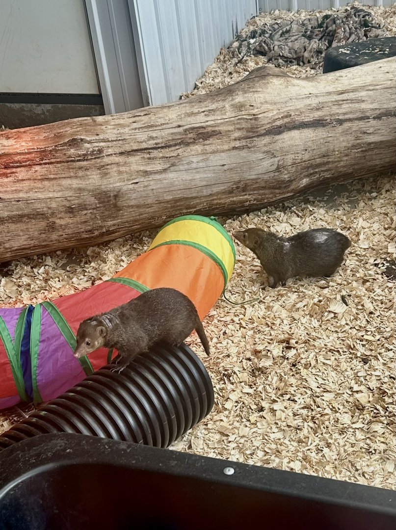 Mar. 2024- Common cusimanses