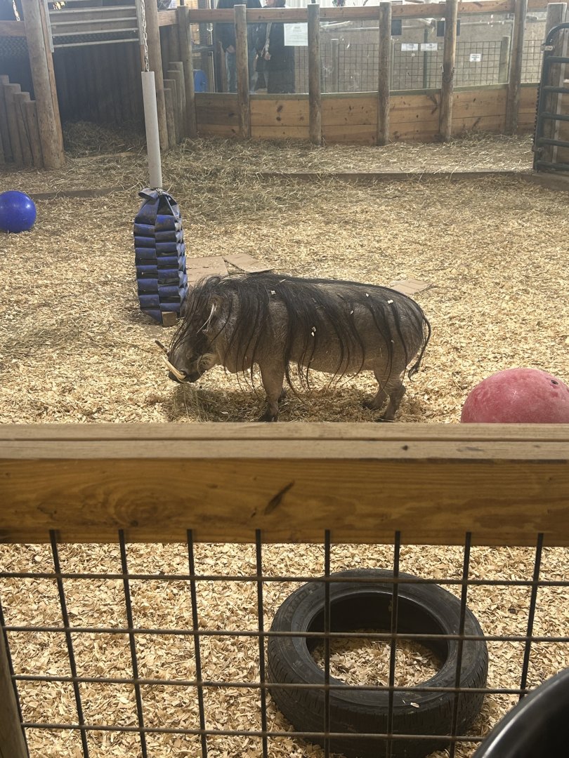 Mar. 2024- Common warthog