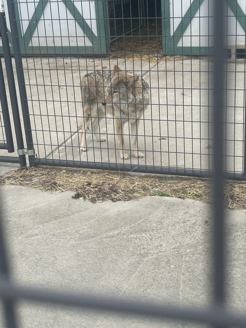 Mar. 2024- Coyote