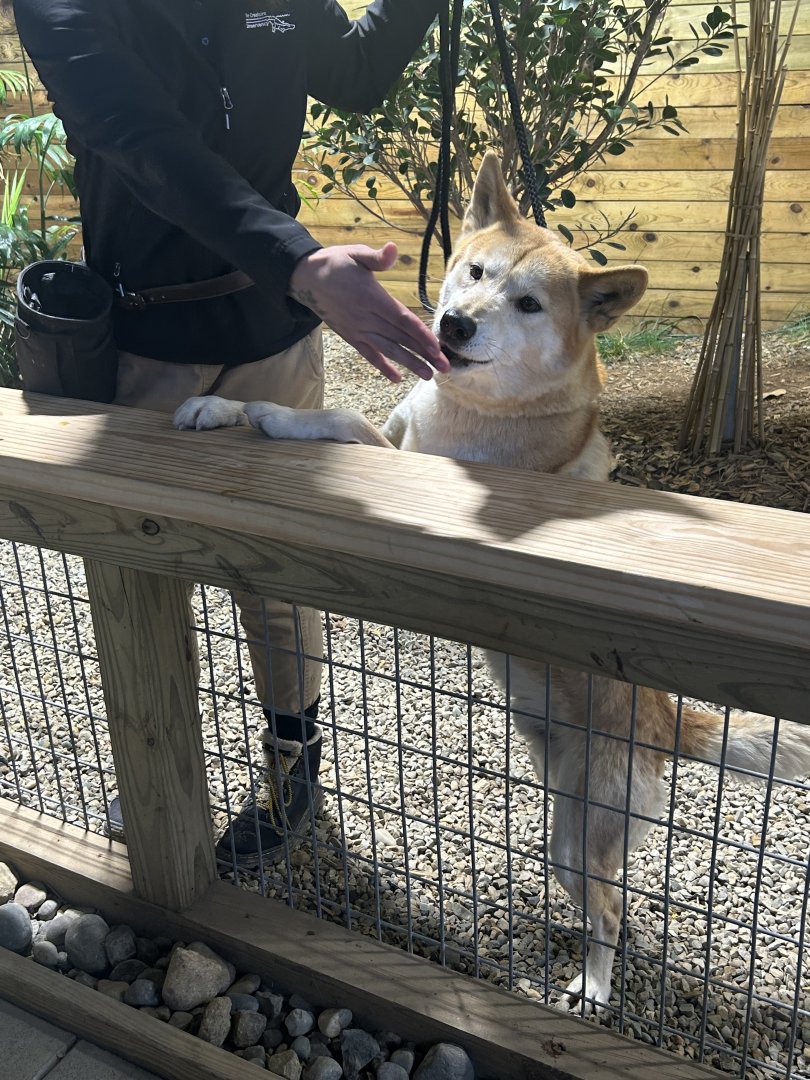 Mar. 2024- Dingo and handler