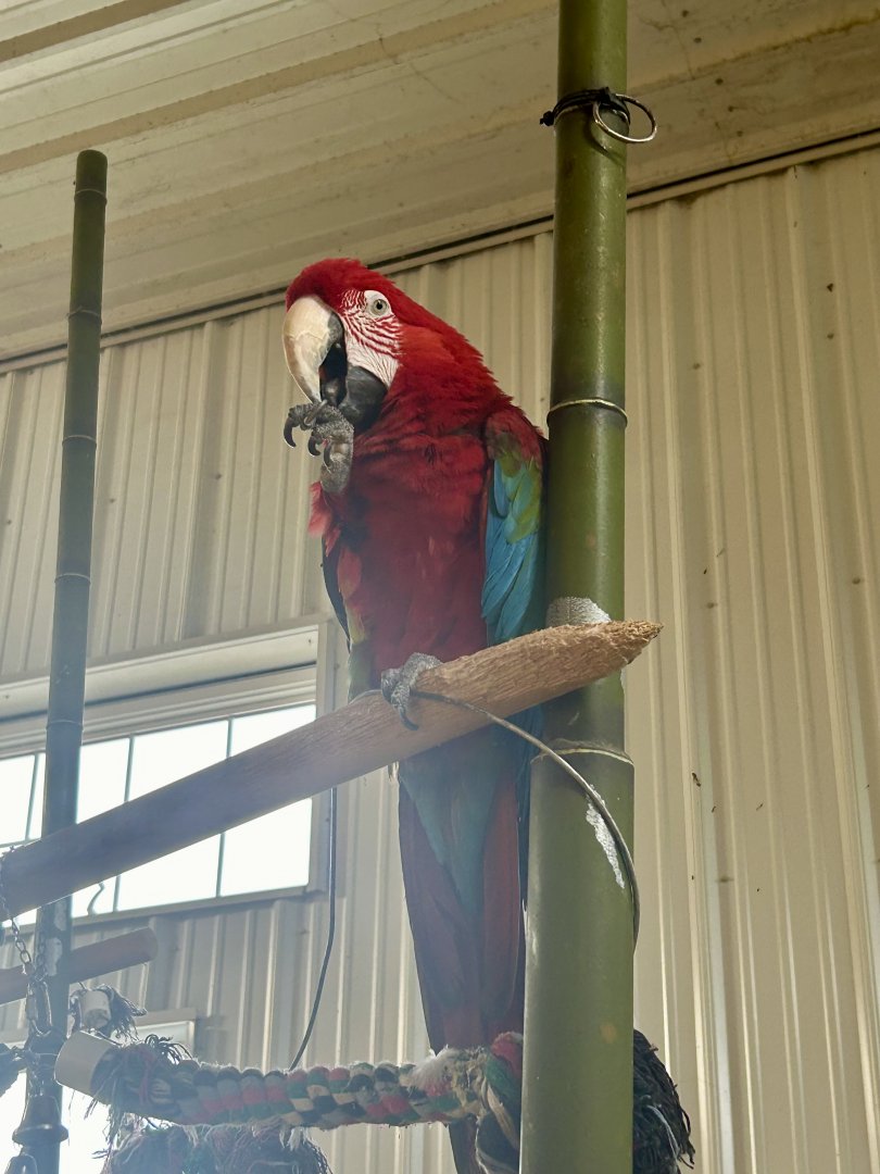Mar. 2024- Green-winged macaw