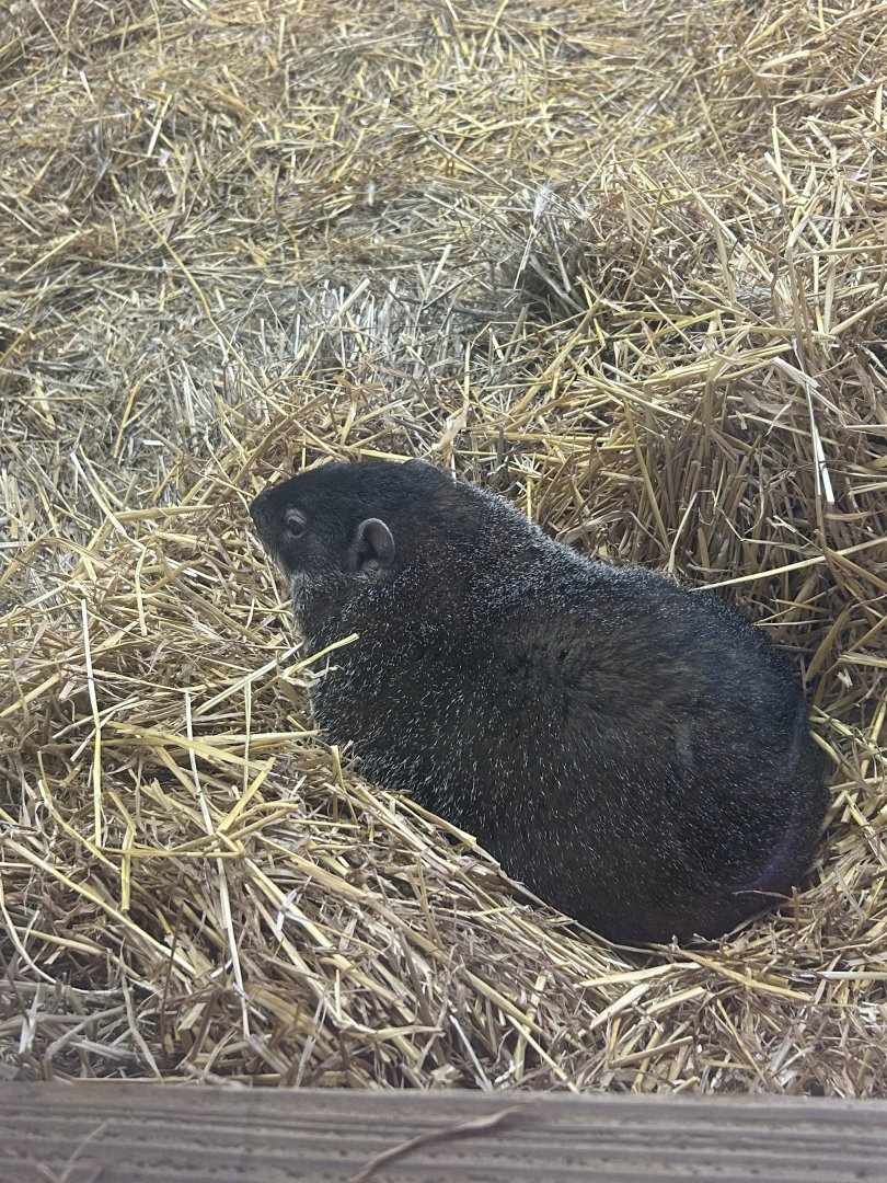Mar. 2024- Groundhog