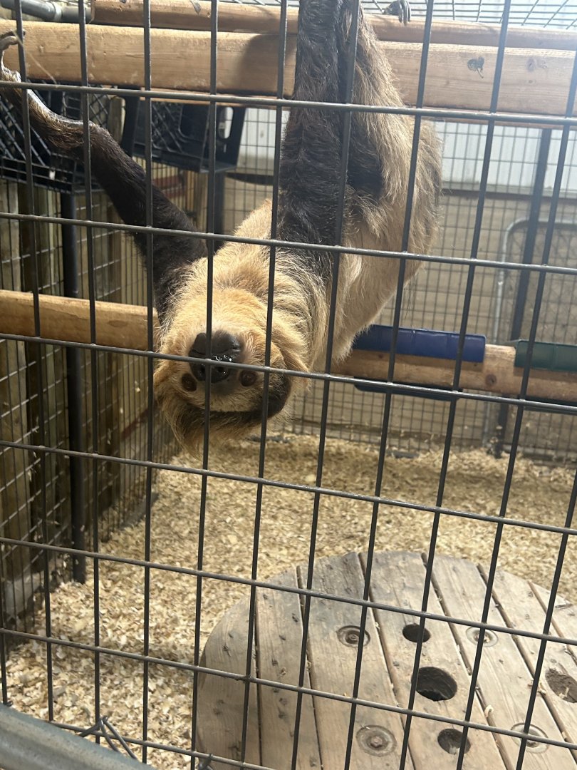 Mar. 2024- Linnaeus’s two-toed sloth