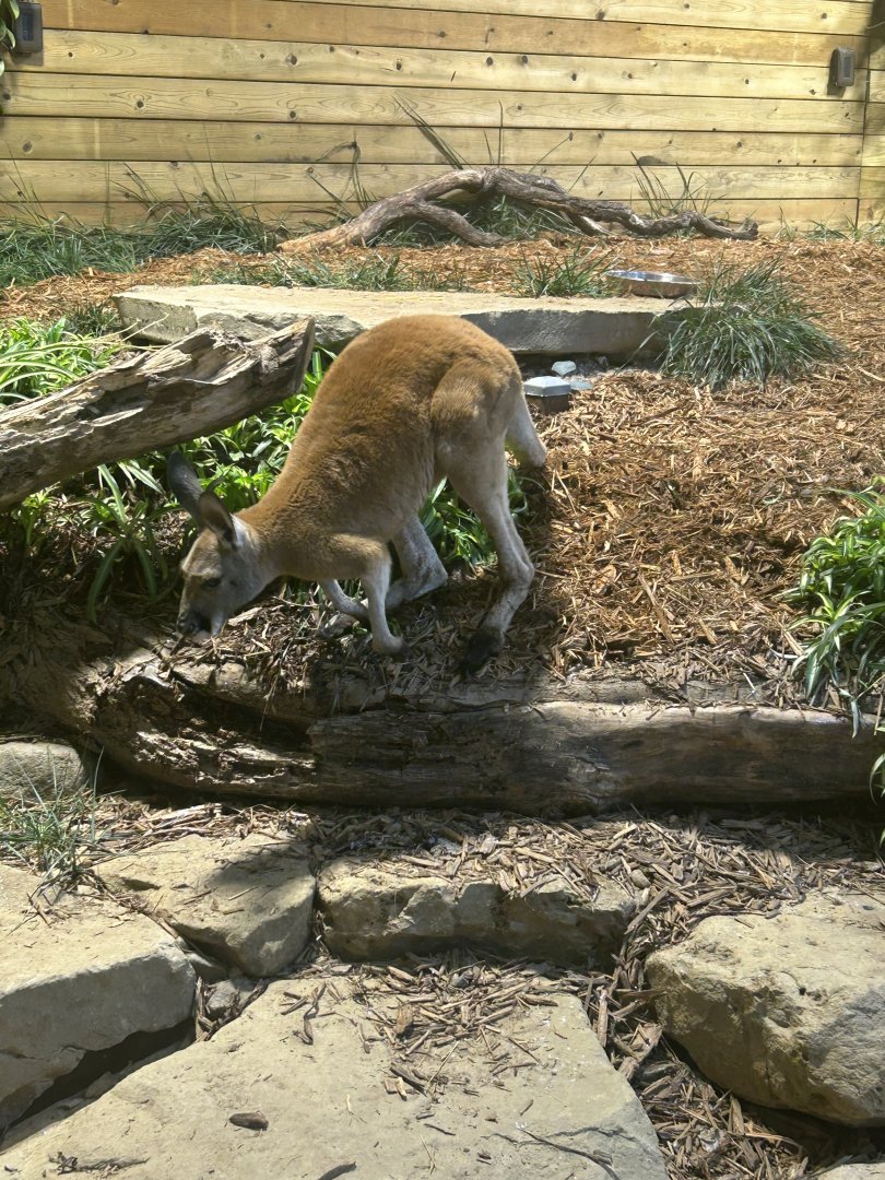 Mar. 2024- Red kangaroo