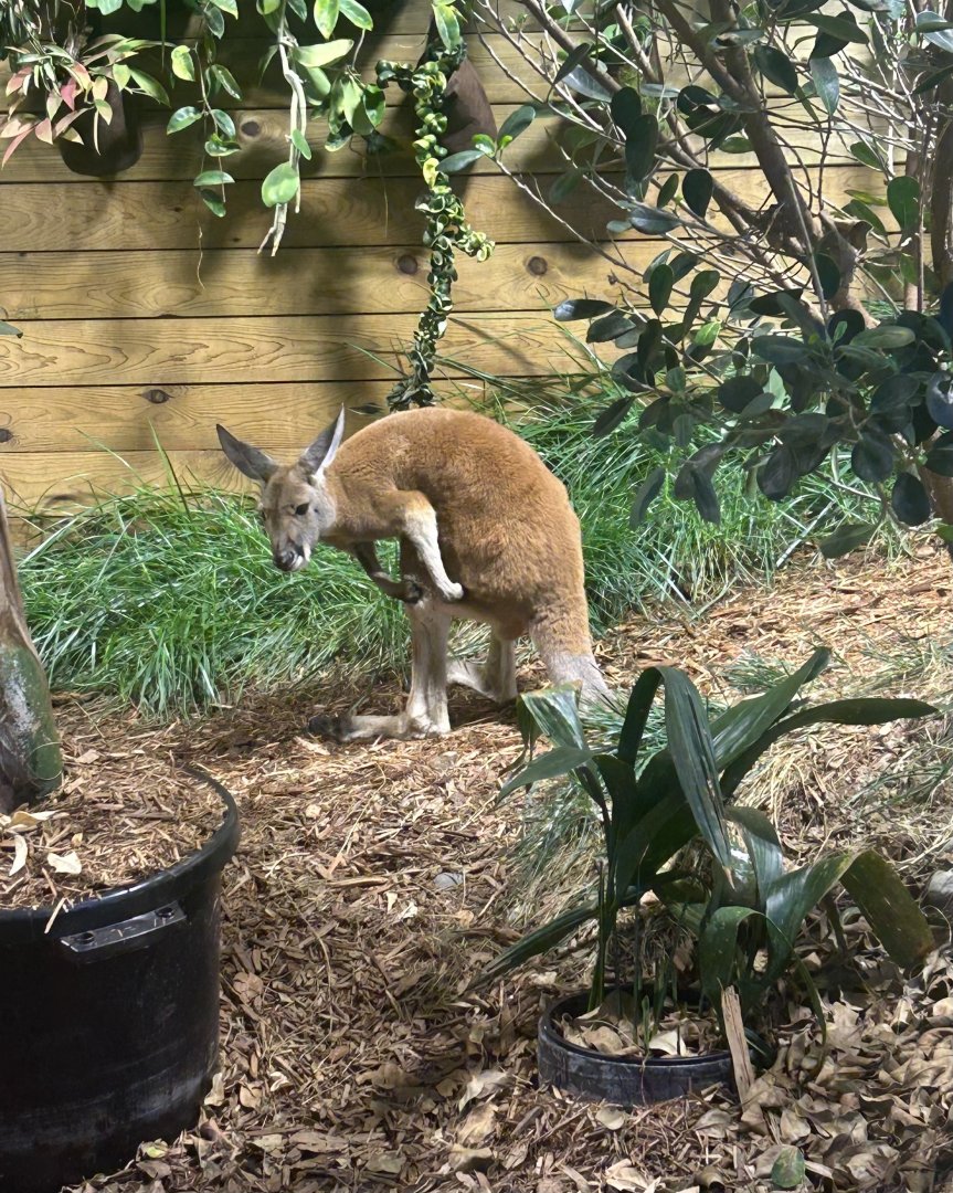Mar. 2024- Red kangaroo