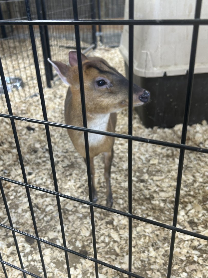 Mar. 2024- Reeves’s muntjac
