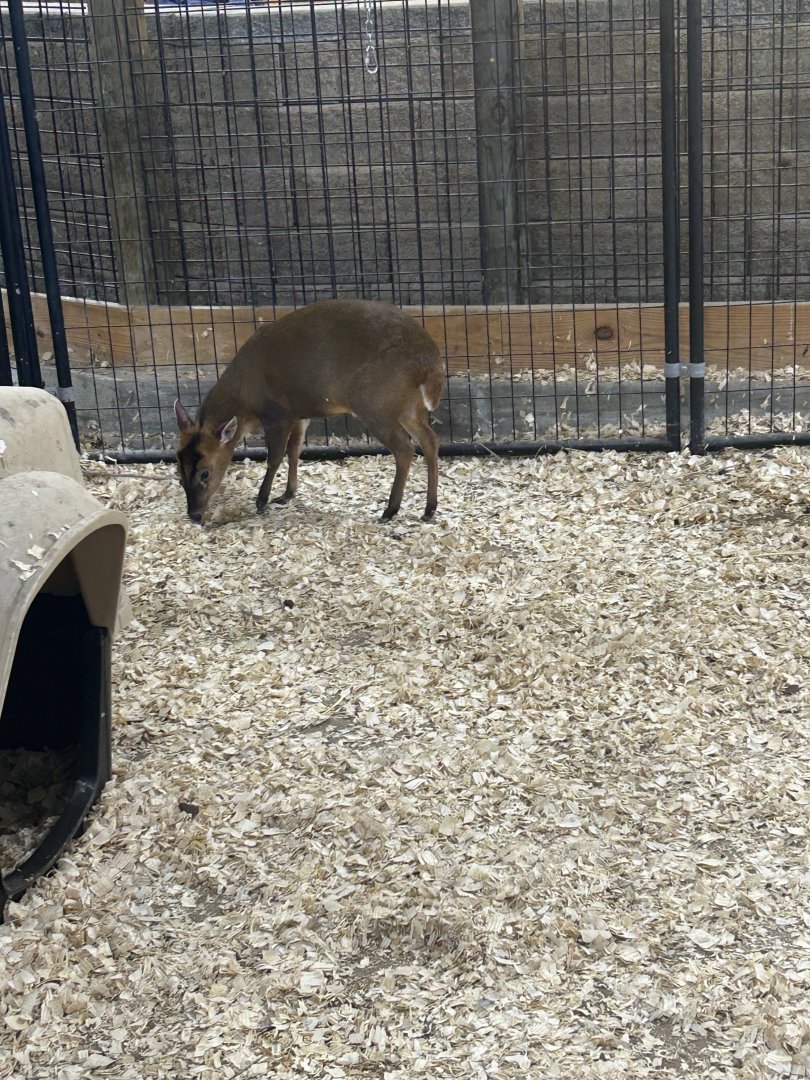 Mar. 2024- Reeves’s muntjac