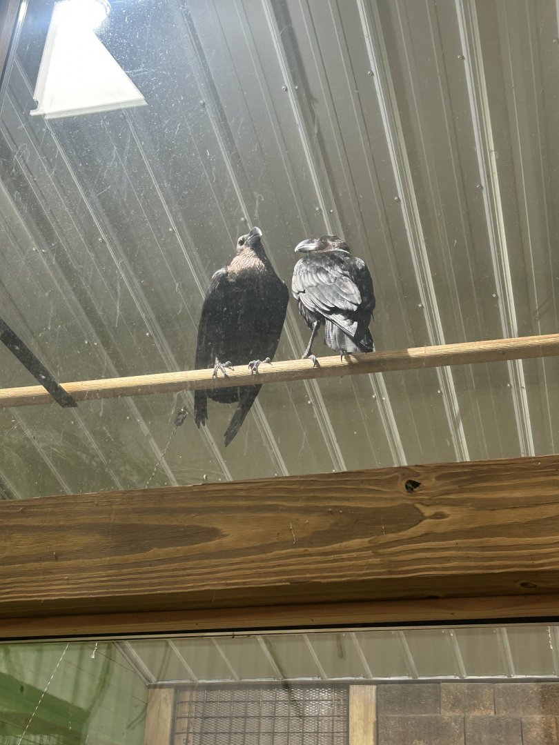 Mar. 2024- White-necked ravens