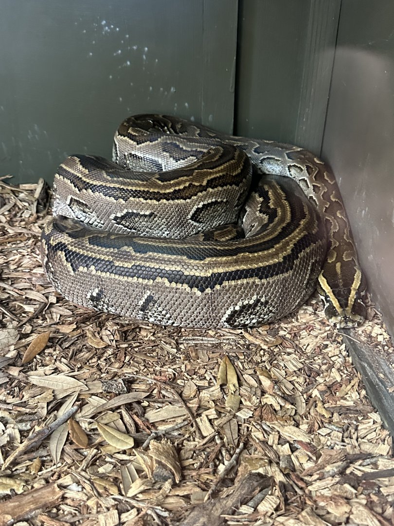 Mar. 2025 - African Rock Python (Python sebae)