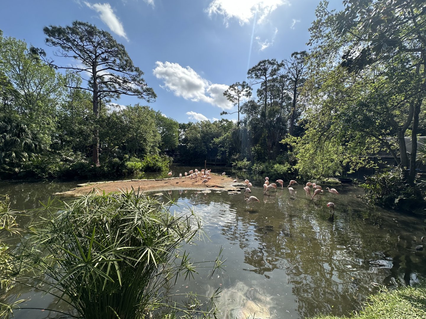 Mar. 2025 - Chilean Flamingo Lagoon