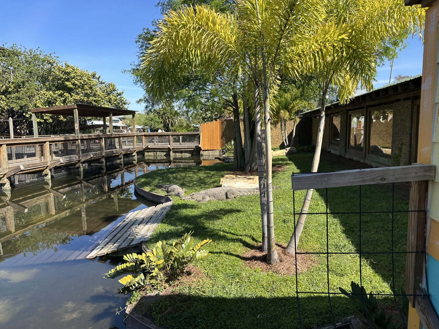Mar. 2025 - Cuban Crocodile Enclosure