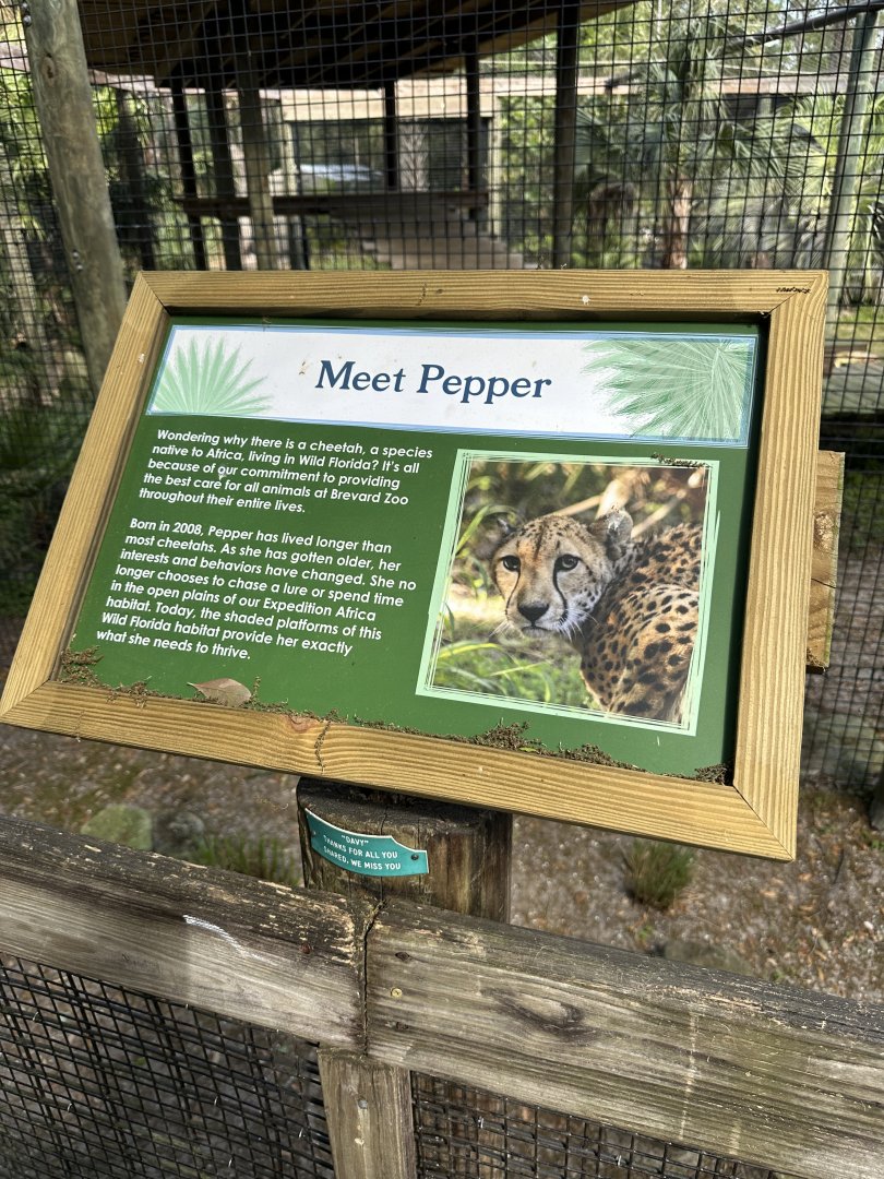 Mar. 2025 - Wild Florida - Signage about Pepper (Cheetah)