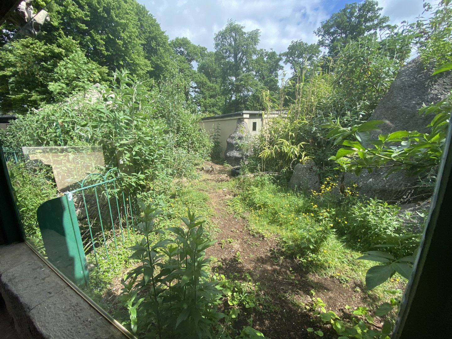 Mara/ 2nd giant anteater enclosure