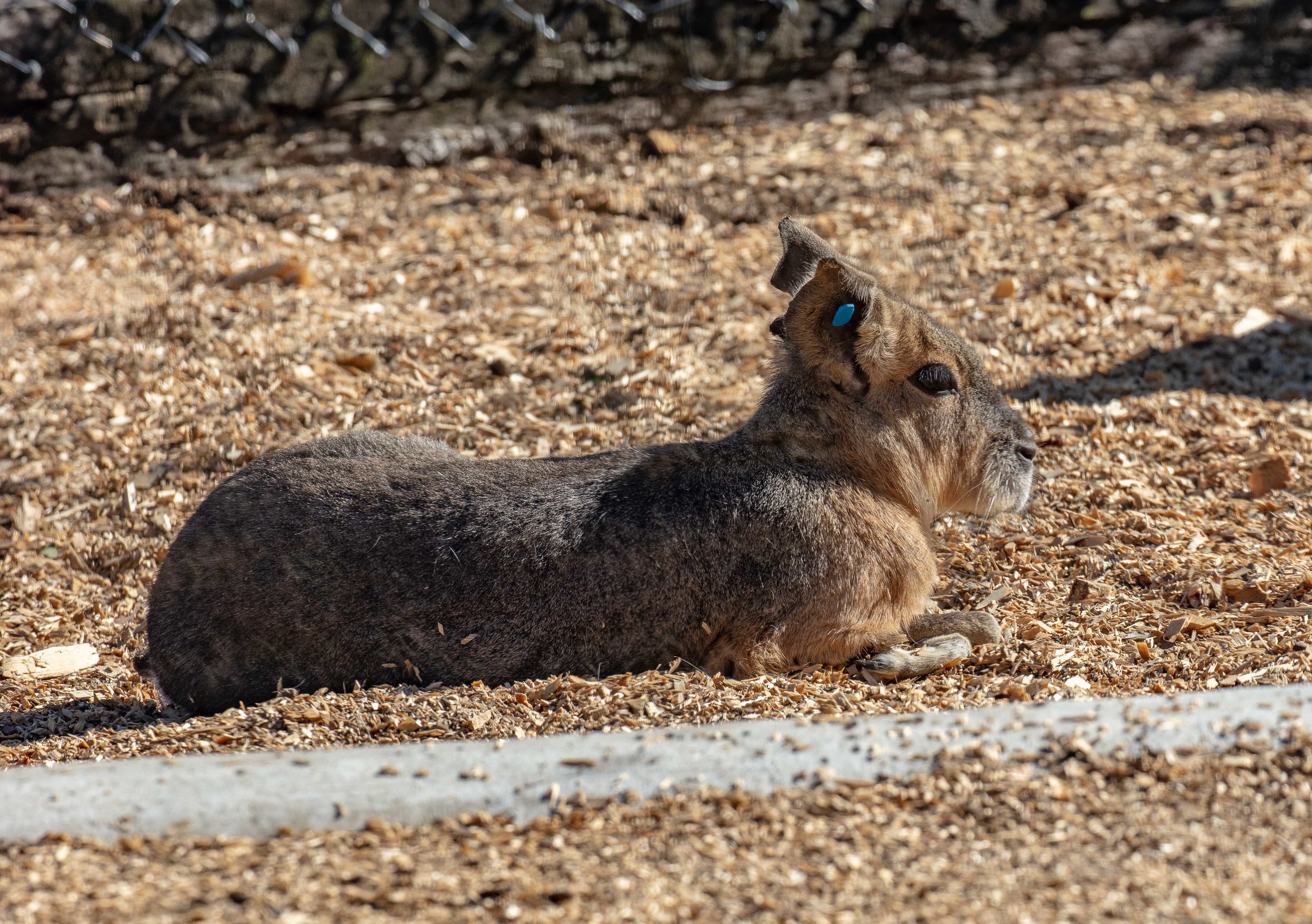 Mara (aka Patagonian Cavy)