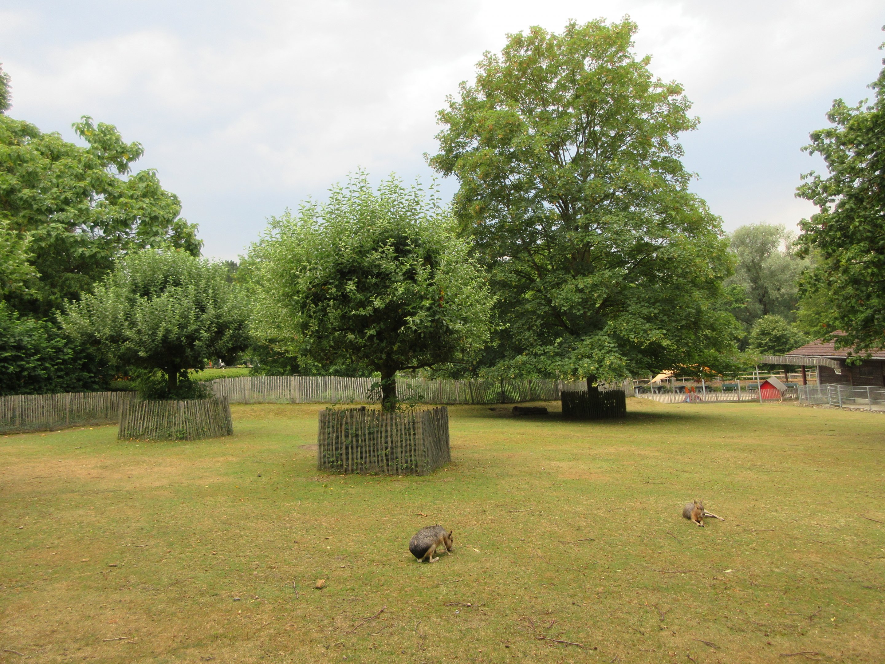 Mara/Alpaca/Rhea Exhibit