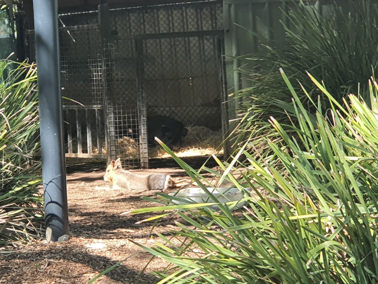 Mara and Brazilian tapir Arturo