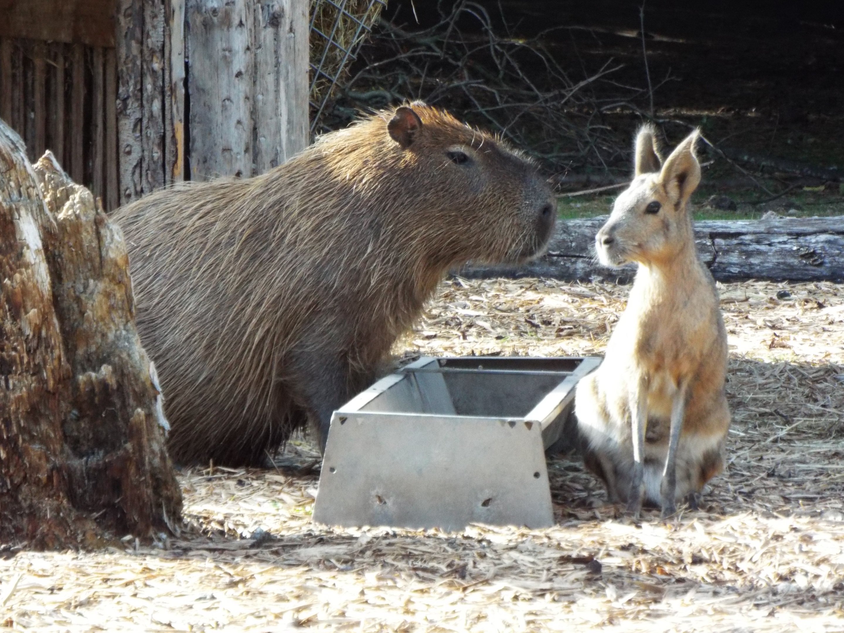 Mara and Capybara Blackpool Zoo