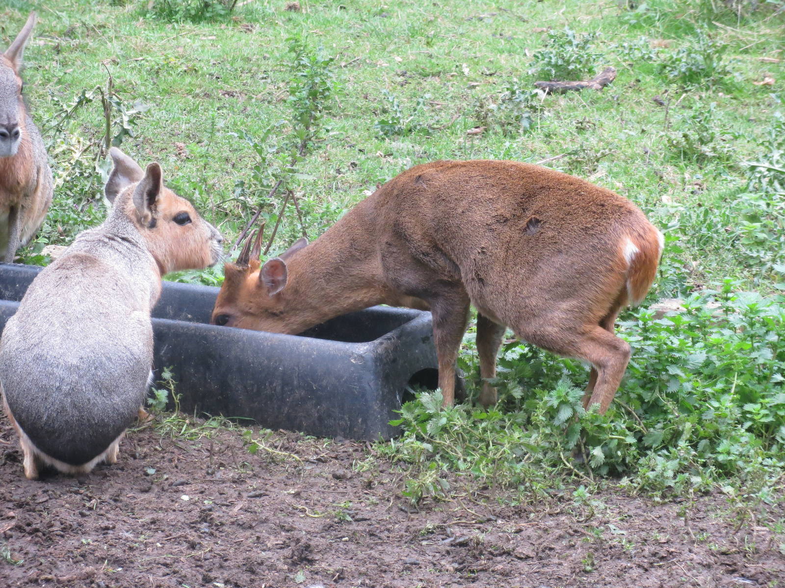 mara and reeves' muntjac 210913