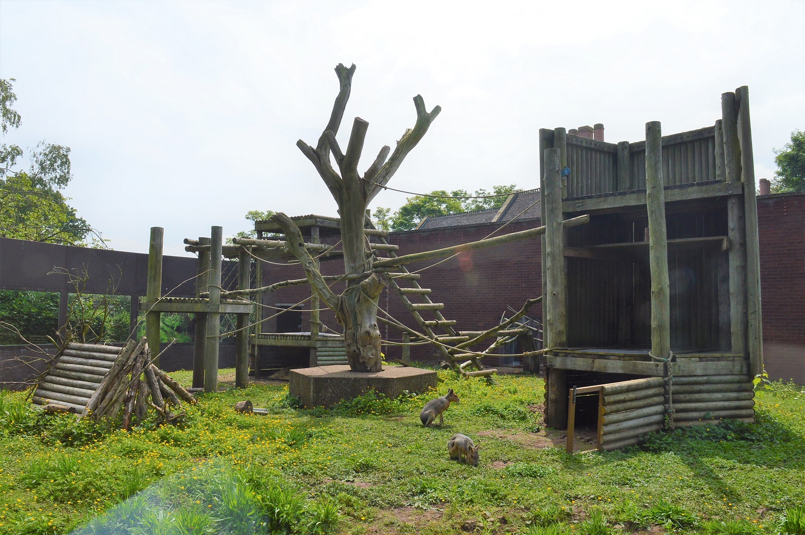 Mara and South-American coati enclosure