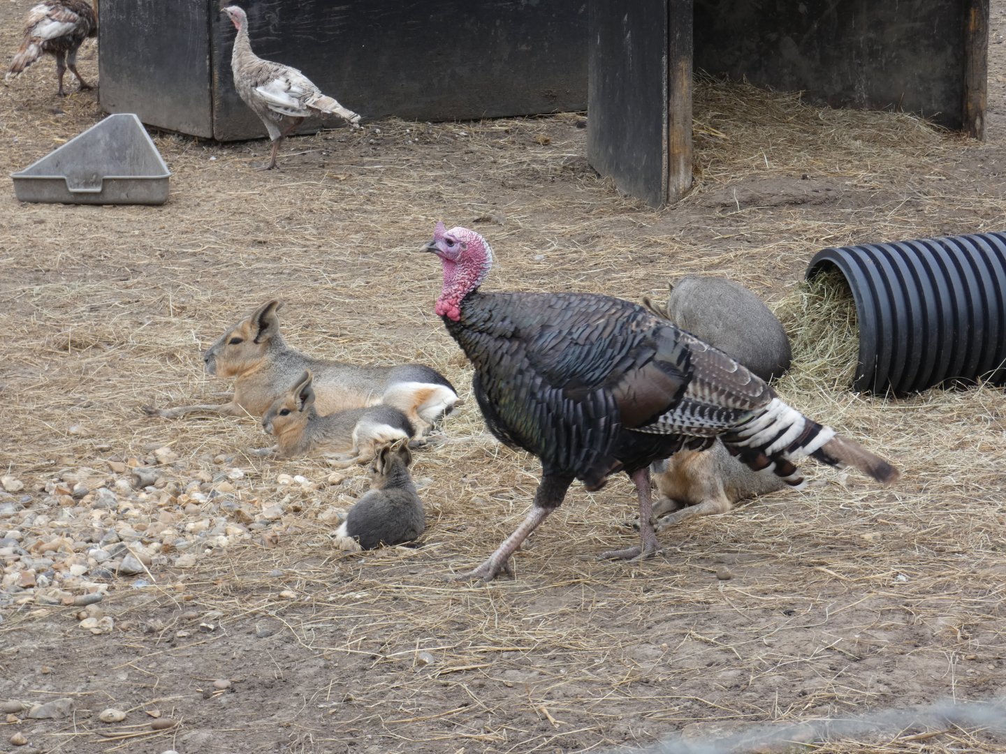 Mara and Turkey (Camel Park Oasis)