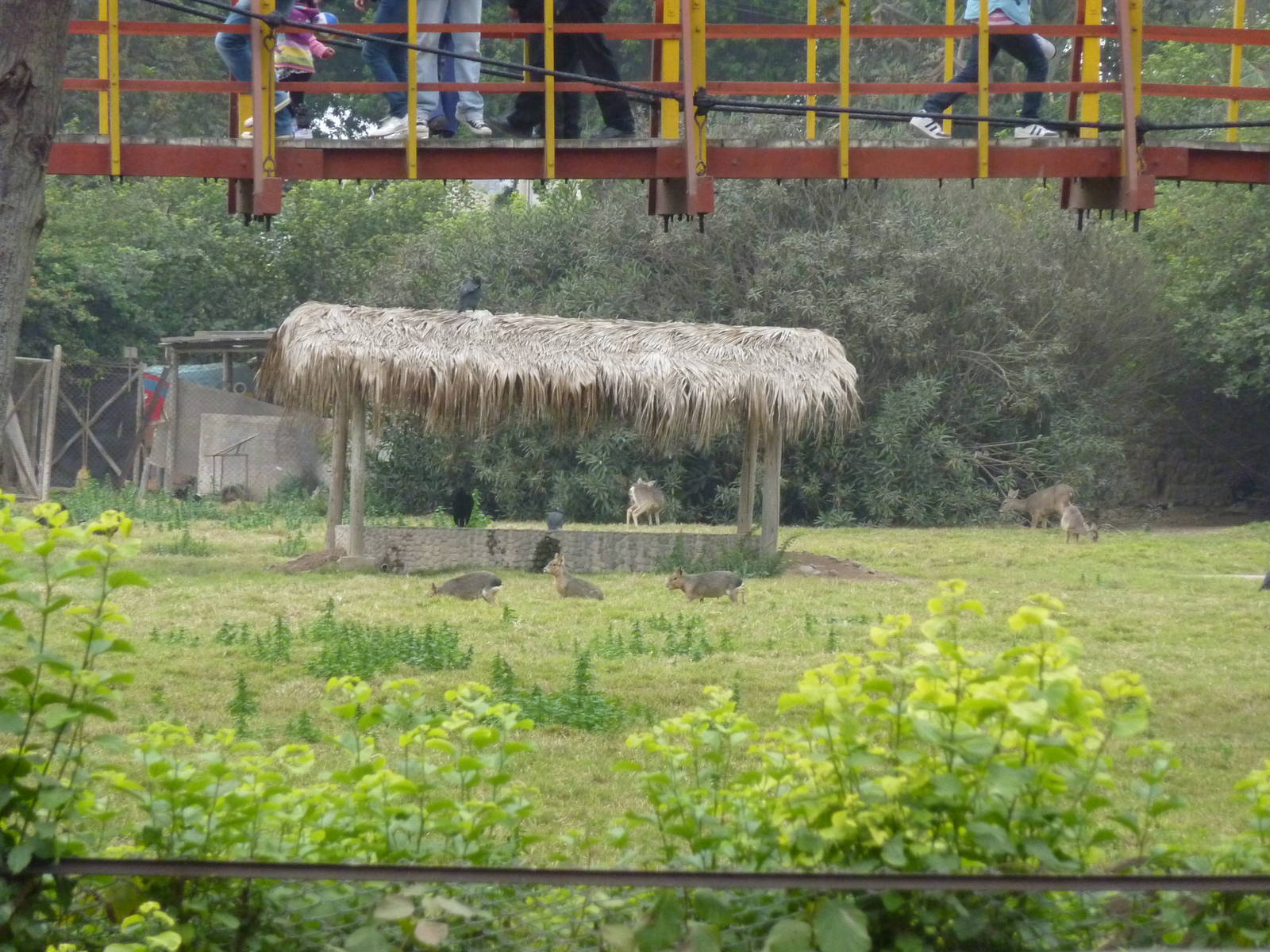 Mara and White-tailed Deer