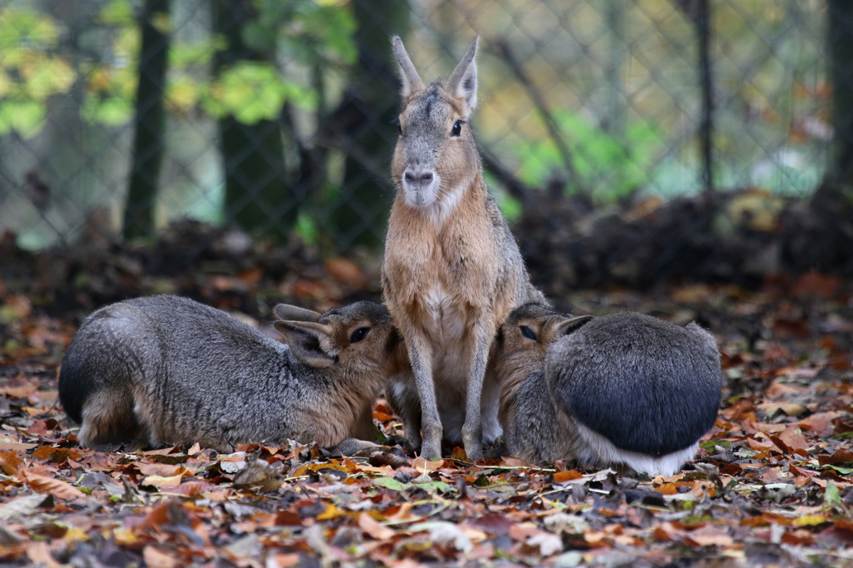 Mara at Dudley 28th Oct 2020