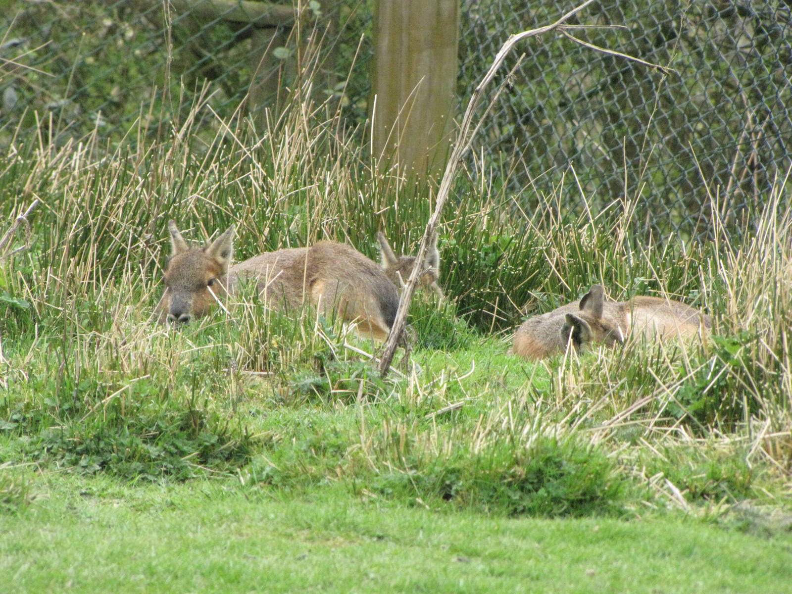 Mara at Galloway Wildlife Conservation Park