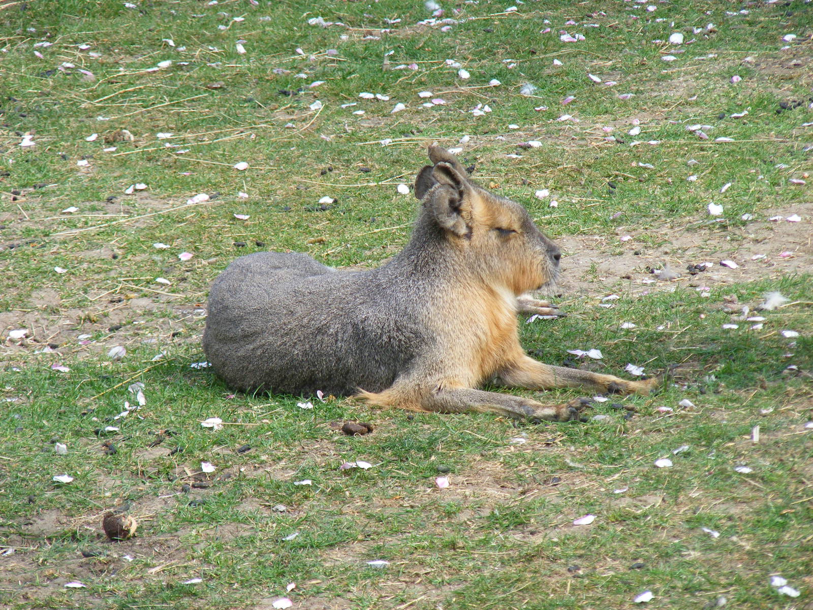 Mara at The Ark Animal Sanctuary, 22 April 2011