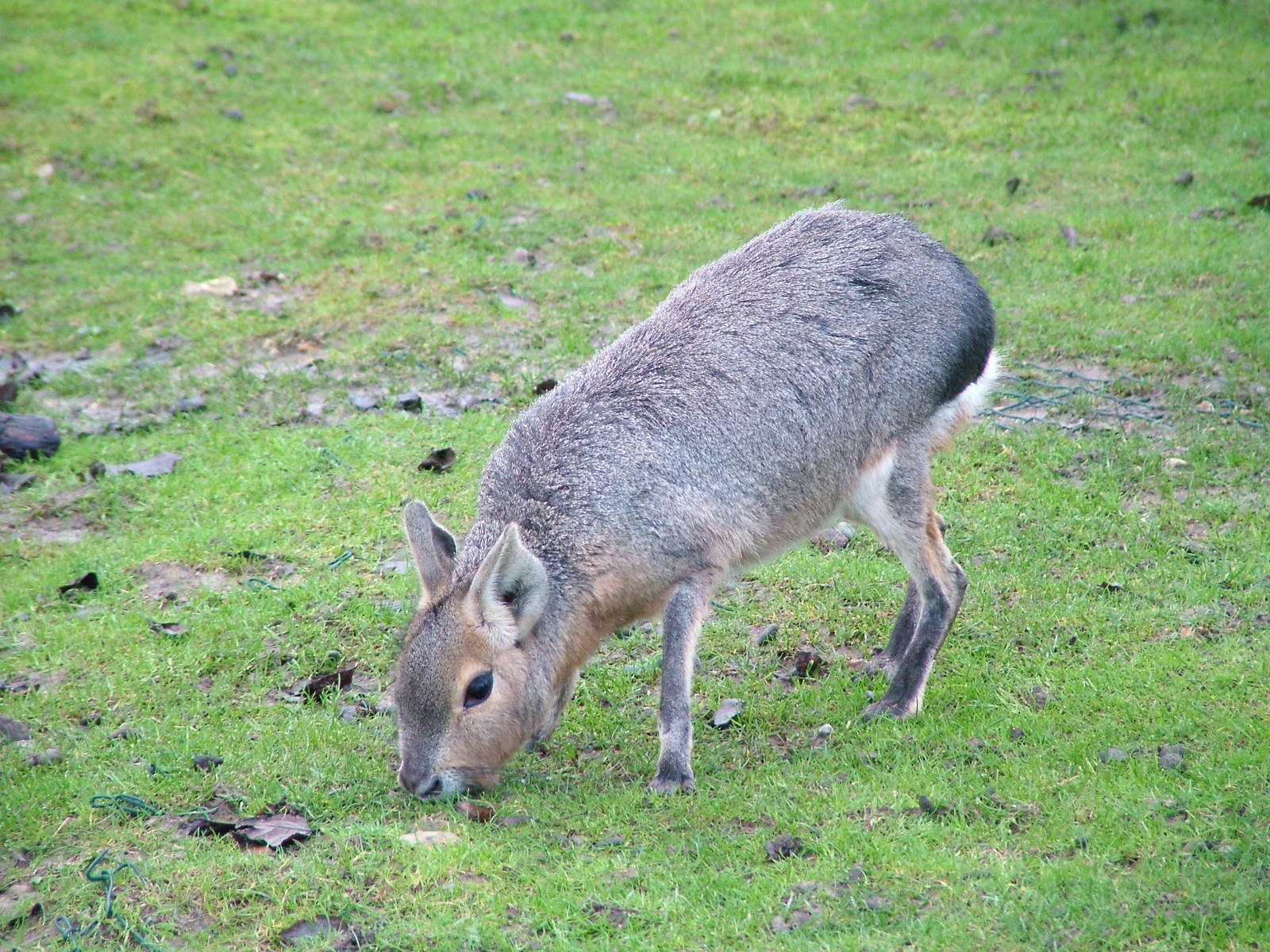 Mara at Tropical Wings 29/11/09
