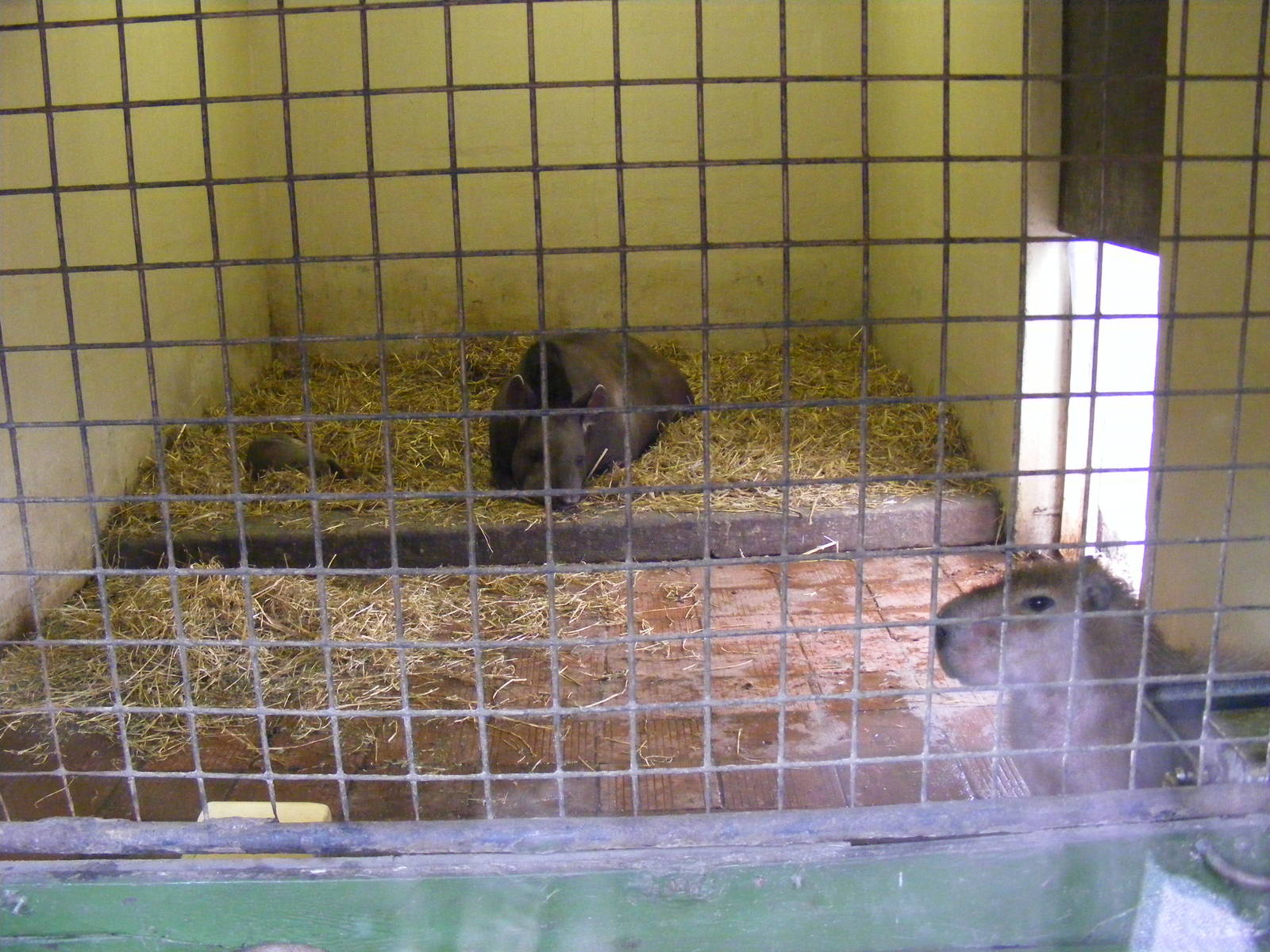 Mara, Brazilian tapir and capybara at Dudley Zoo, 12 February 2010