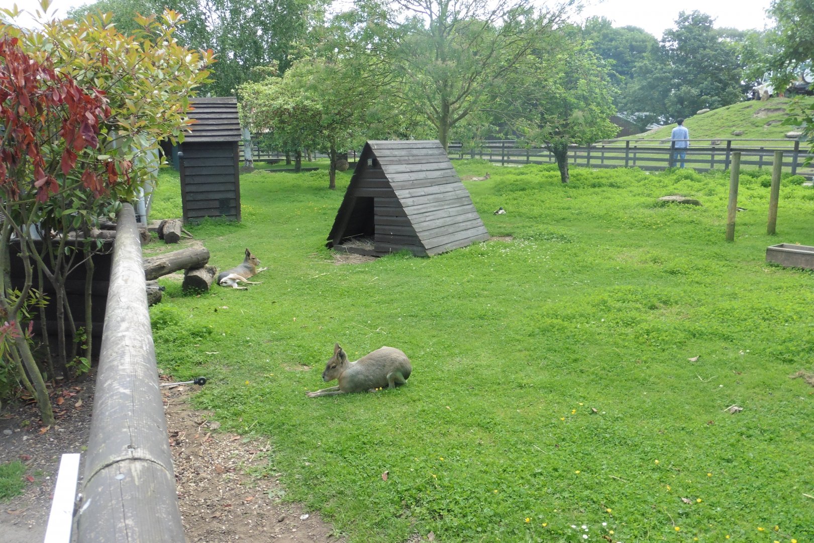 Mara,Capybara..and Prairie Dog enclosure