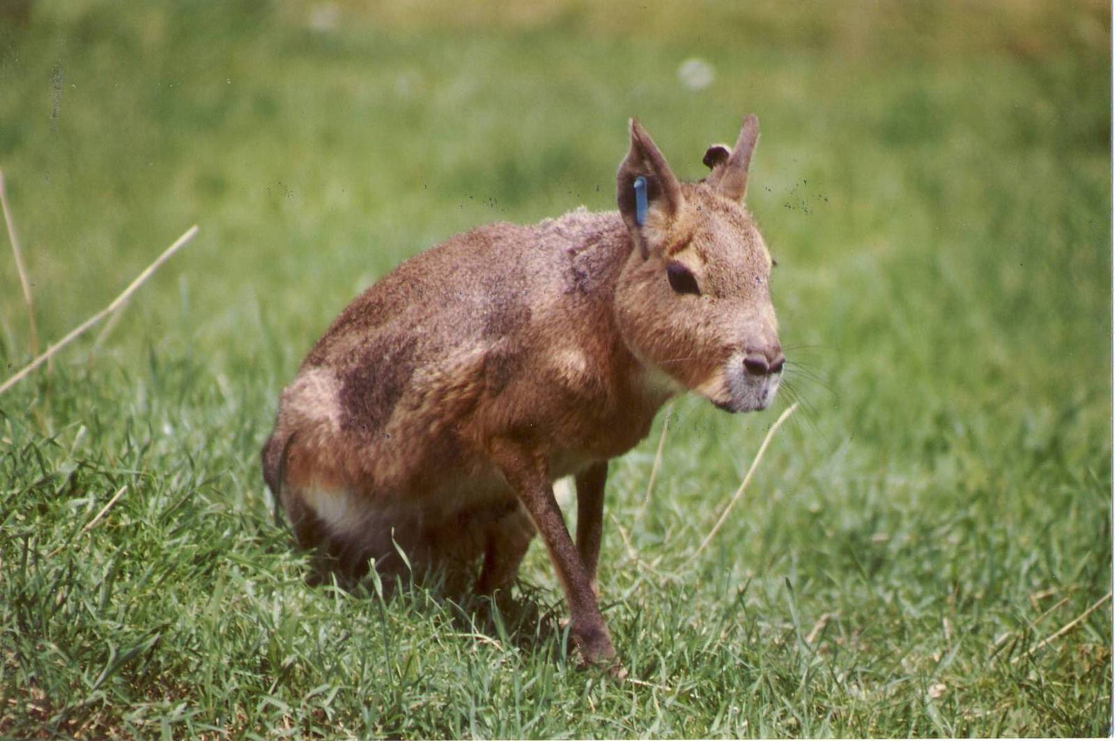Mara Chester Zoo 16 June 1999