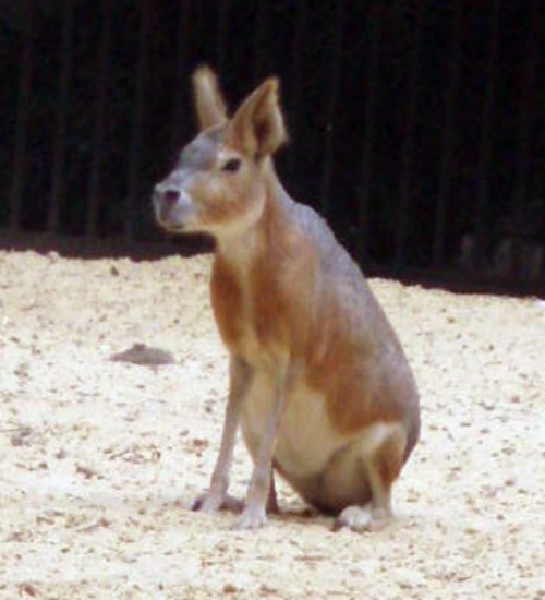 Mara (Dolichotis patagonum)