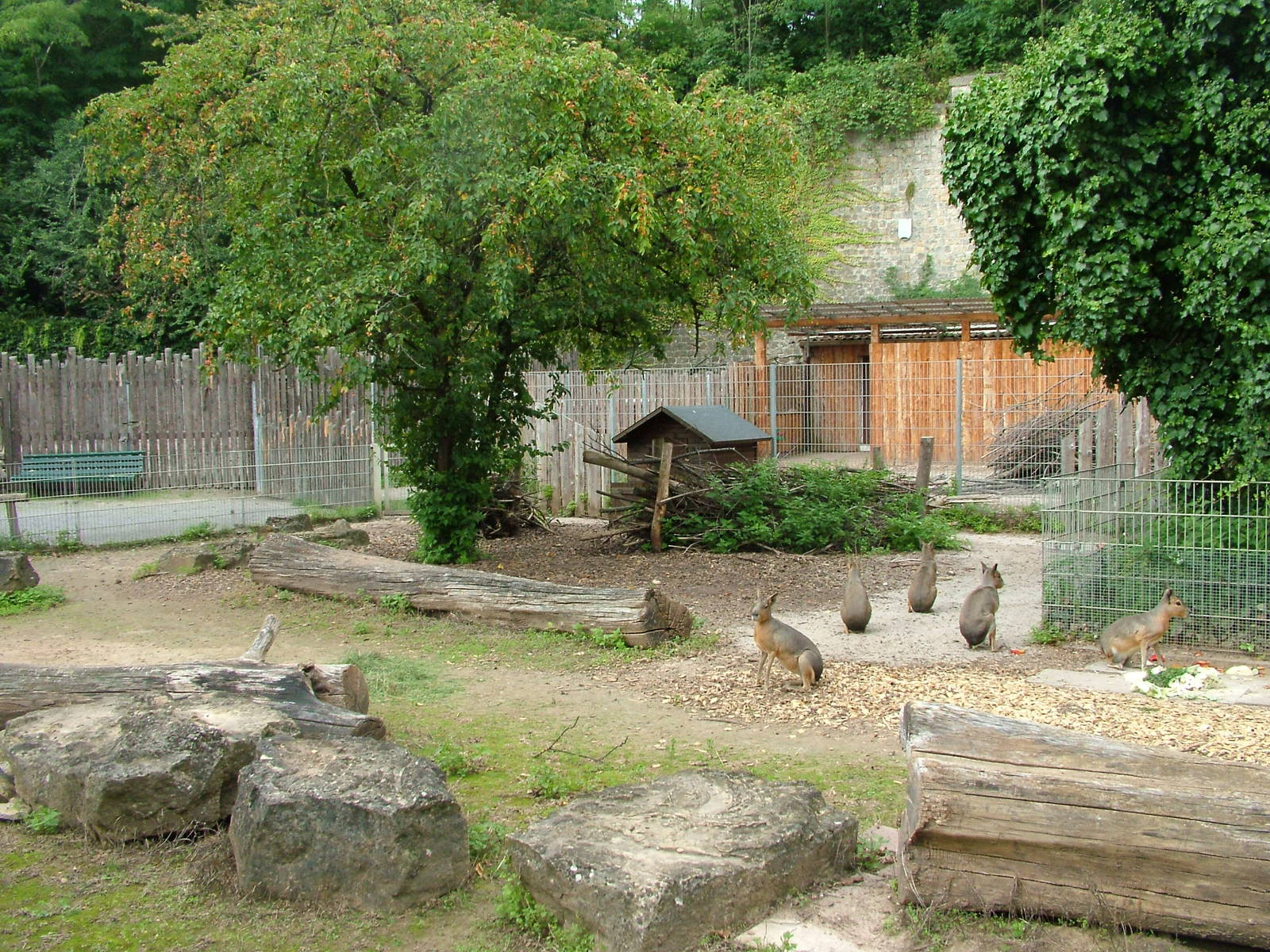 Mara Exhibit at Landau Zoo, 04/09/10
