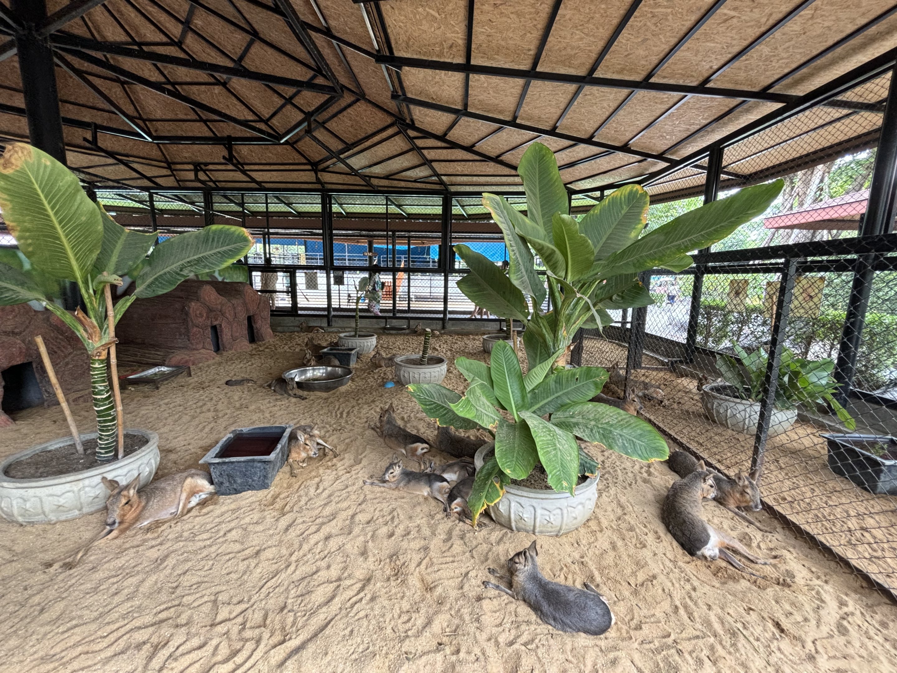 Mara Exhibit - Lion Park