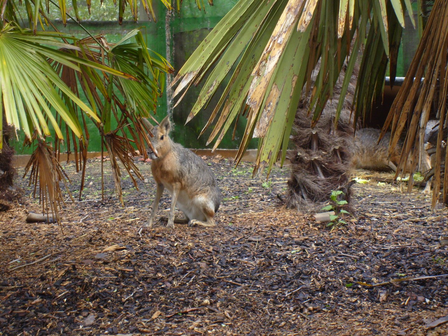 Mara in Meet the Monkeys (June 2008)