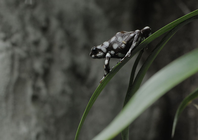 Mara??n poison frog