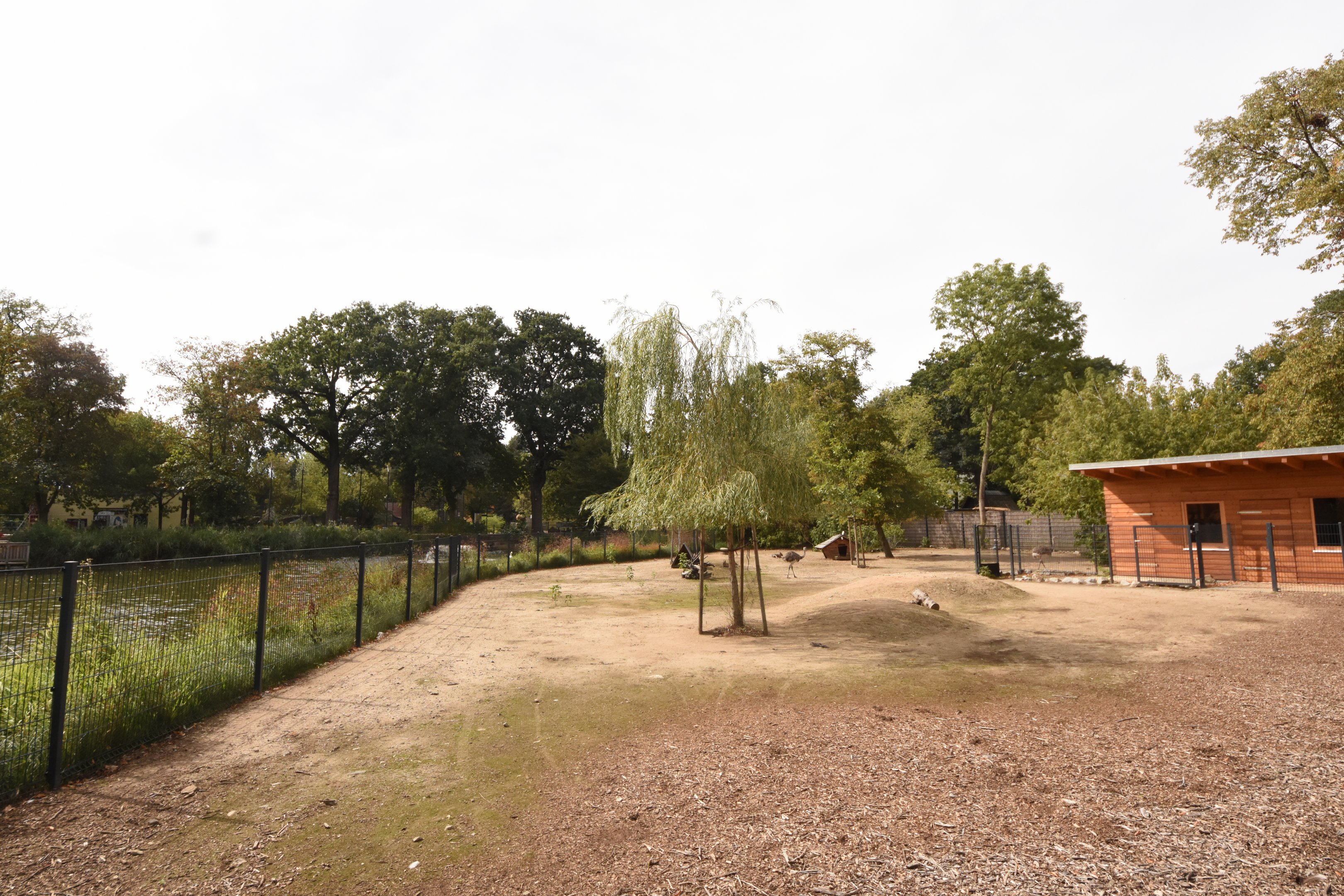 Mara + Nandu paddock