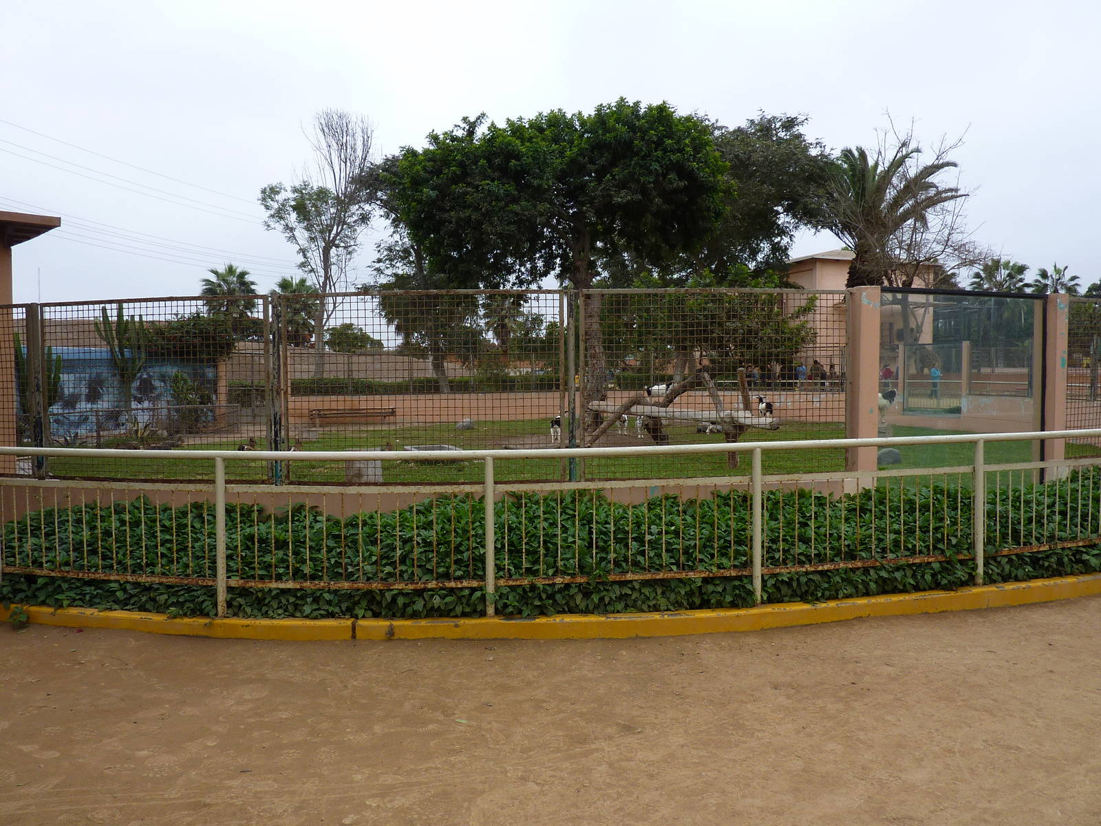 Mara & Nubian Goat enclosure