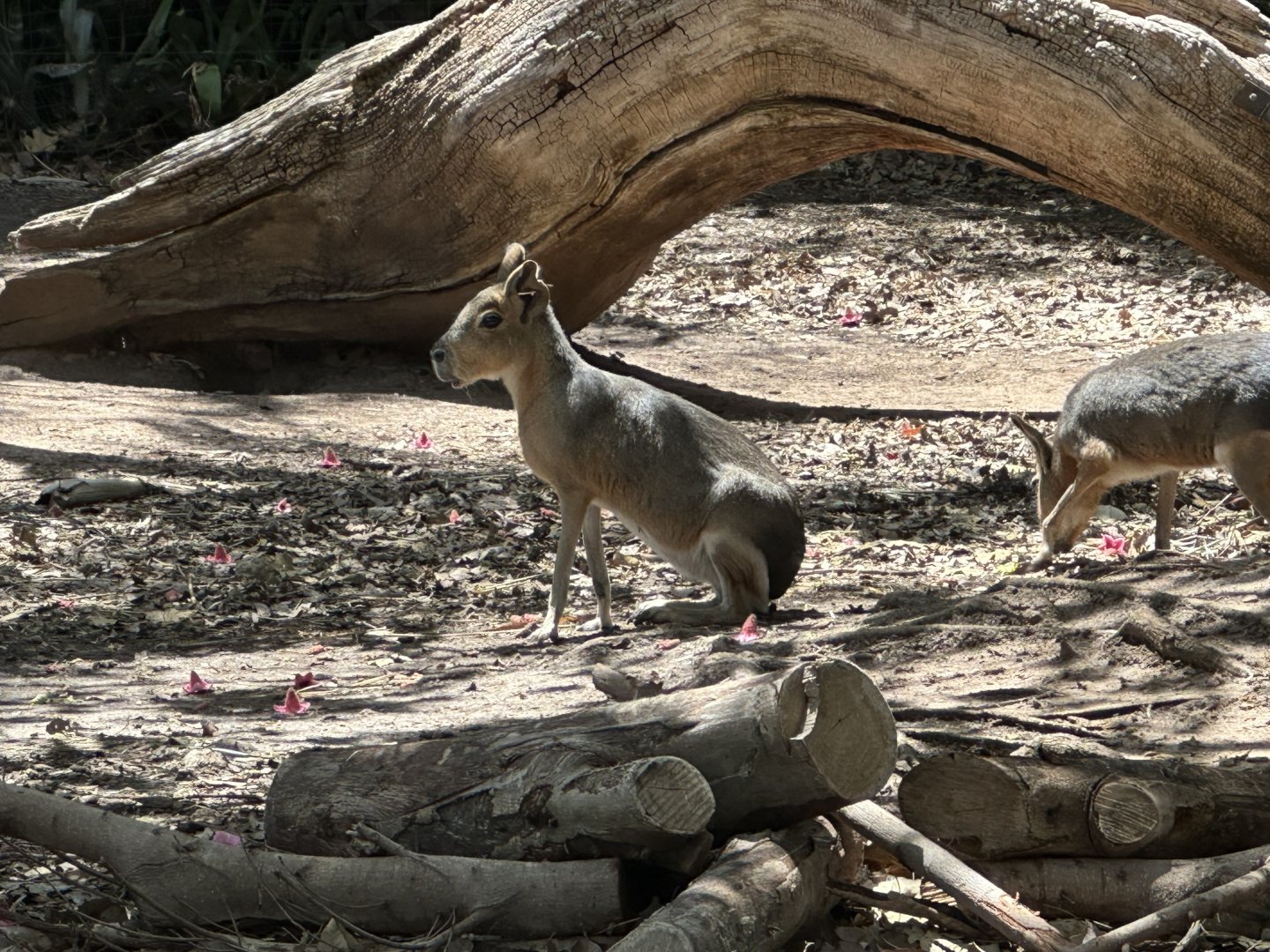 Mara or Patagonian cavy
