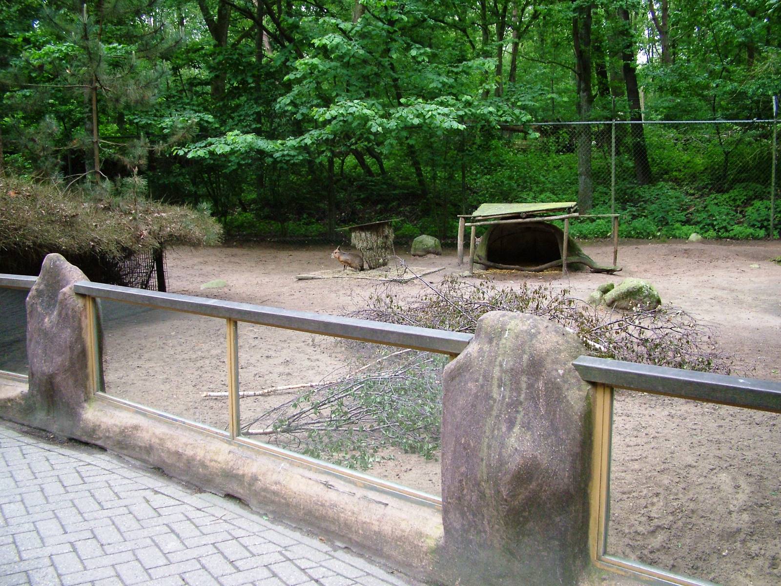 Mara Paddock at Amersfoort, 01/06/12